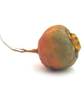 BEETROOT BABY GOLD 500GM BAG