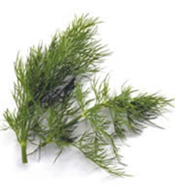 DILL 100GM BAG