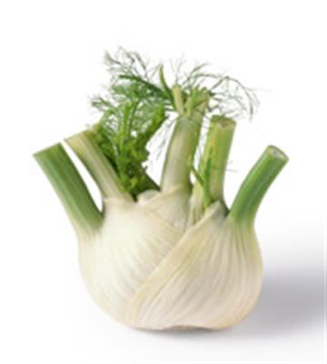 FENNEL BULB KG