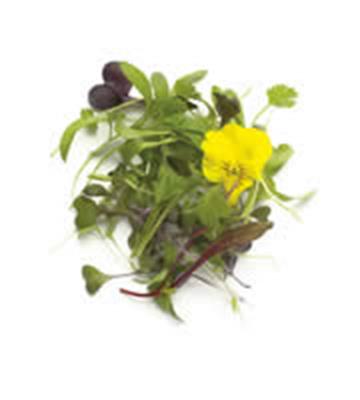 MICRO ASIAN PUNNET