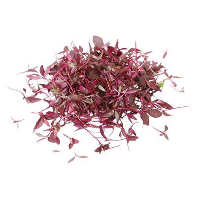 MICRO RED MIX PUNNET