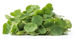 MICRO NASTURTIUM PUNNET
