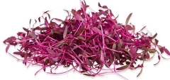 MICRO AMIRTH (BULLS BLOOD) PUNNET